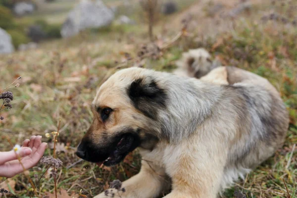 Pura raza perro en la naturaleza viajes montañas se encuentra en la hierba —  Fotos de Stock