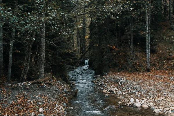 Berg flod mellan två stränder och höga träd Höst skog landskap — Stockfoto