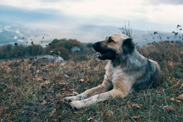 Köpek dağlarda çimlerin üzerinde yatar. Doğayı gezer. — Stok fotoğraf