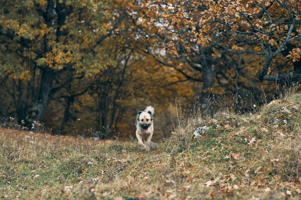 Köpek ormanda yürür, ağaçlar arkadaşlıkla seyahat eder. — Stok fotoğraf