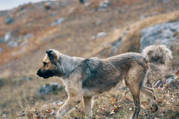 Pouliční pes v horách cestování přátelství dobrodružství procházka — Stock fotografie