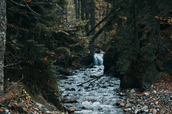 Flussläufe zwischen den Ufern im Wald und Reisemodelltourismus — Stockfoto