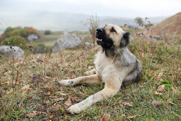 草の上に寝そべっている純血犬旅の友情 — ストック写真