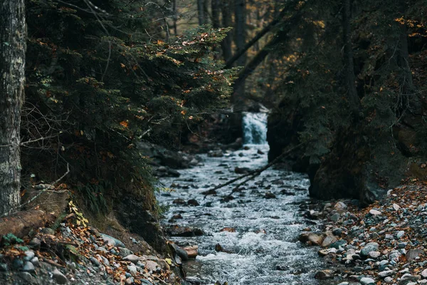 Rivierstromen tussen de oevers in het bos en het reismodel — Stockfoto