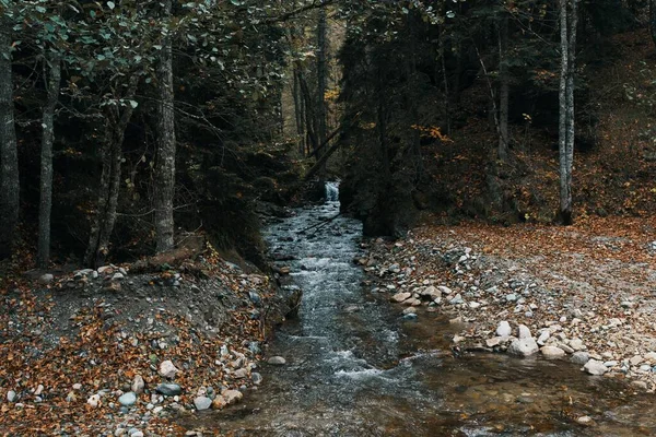 Mountain river between two banks and tall trees Autumn forest landscape — Stock Photo, Image