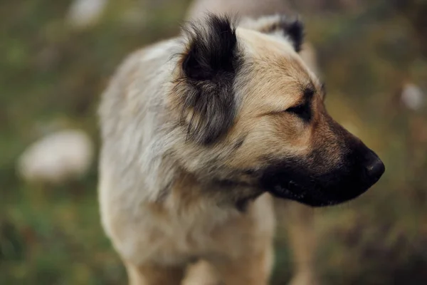 Hond buiten in het veld wandelen reizen vriendschap — Stockfoto