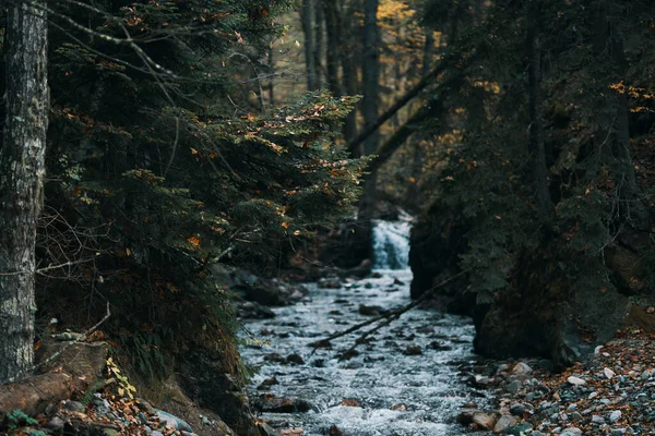 Flussläufe zwischen den Ufern im Wald und Reisemodelltourismus — Stockfoto