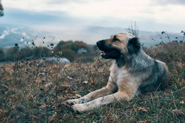 Köpek dağlarda çimlerin üzerinde yatar. Doğayı gezer. — Stok fotoğraf