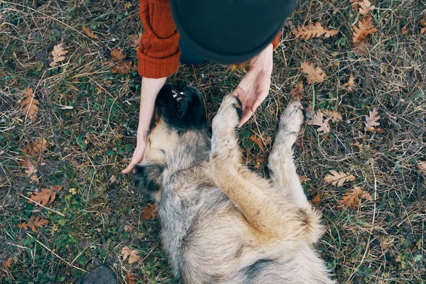 Kadın dışarıda köpek arkadaşlığıyla oynuyor. Temiz hava. — Stok fotoğraf