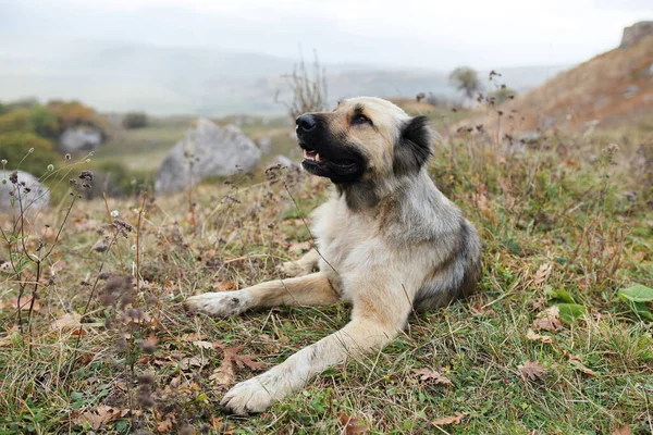 Pura raza perro al aire libre acostado en la hierba viaje amistad —  Fotos de Stock