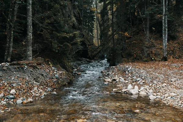 Berg rivier lichaam van water herfst gevallen bladeren hoge bomen bos — Stockfoto