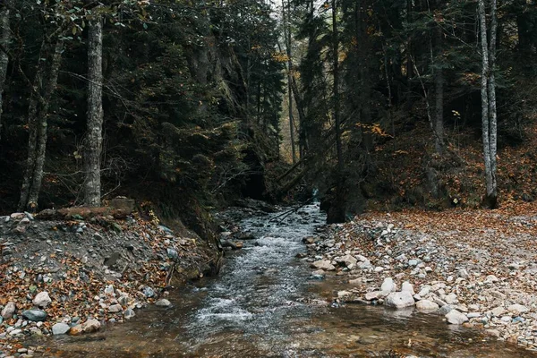 Górski rzeka ciało woda jesień wysoki drzewo gęsty las i opadły liść — Zdjęcie stockowe