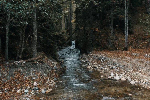 Górska rzeka między dwoma brzegami i wysokimi drzewami Jesienny las — Zdjęcie stockowe