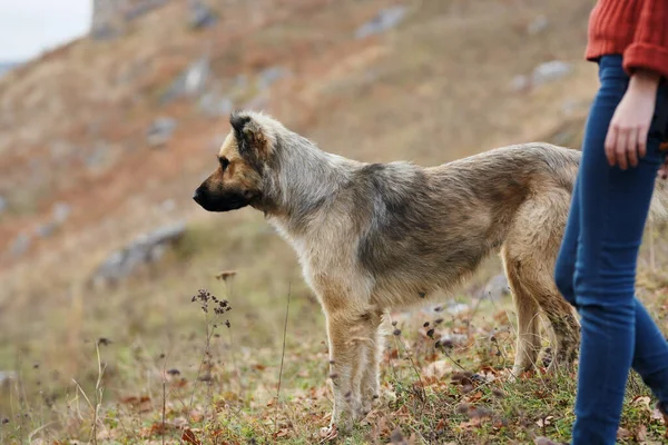 Wanderin neben Hund in den Bergen reist Freundschaftsabenteuer — Stockfoto