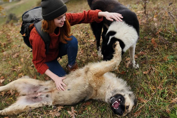 自然の中でバックパックを持つ女性ハイカーは犬の旅行の楽しみで再生されます — ストック写真