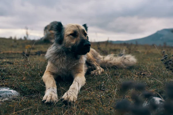Hund in den Bergen im Freien liegt auf dem Gras Reiselandschaft — Stockfoto