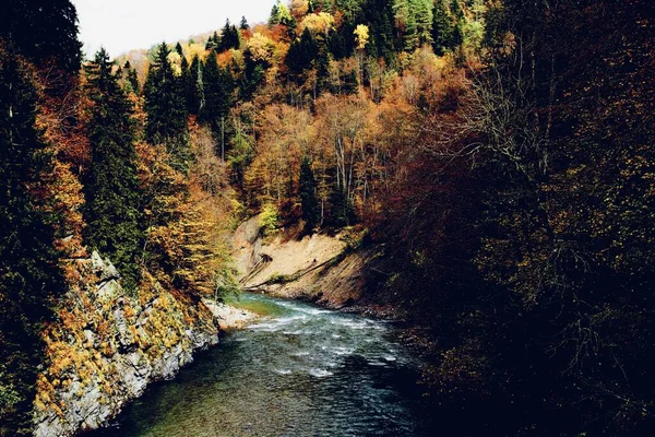 Outono floresta paisagem árvores natureza ar fresco — Fotografia de Stock