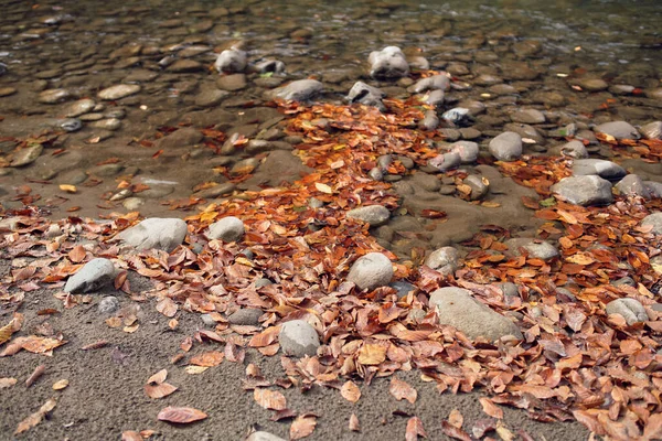 Jesienny las góry spadł liście Rzeka krajobraz — Zdjęcie stockowe
