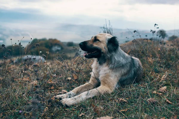 Köpek dağlarda çimlerin üzerinde yatar. Doğayı gezer. — Stok fotoğraf