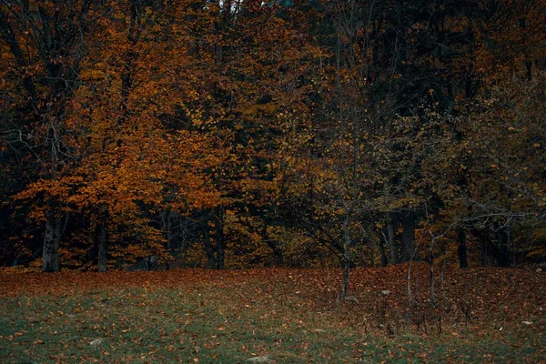 Autumn forest yellow leaves landscape tall trees park fresh air — Stock Photo, Image