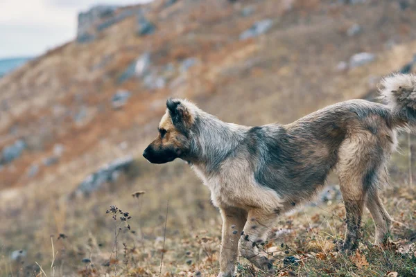 Perro callejero en las montañas viaje amistad aventura paseo —  Fotos de Stock