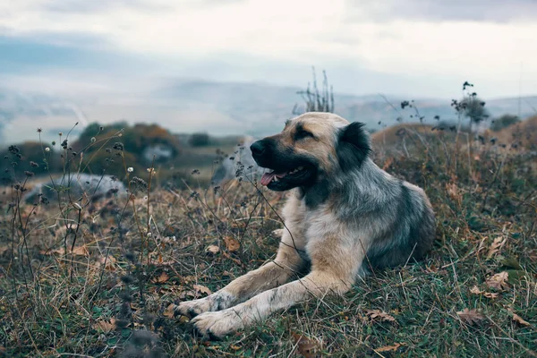 Hond ligt op het gras in de bergen reizen landschap natuur — Stockfoto