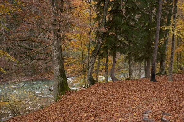 Paysage air frais automne feuille tomber grands arbres nature — Photo