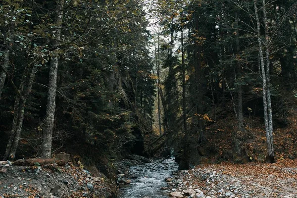 Berg rivier lichaam van water herfst hoge bomen dicht bos en gevallen bladeren — Stockfoto