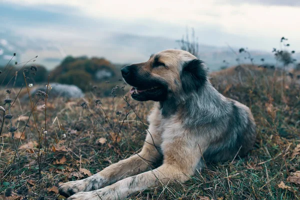 Sokak köpeği dağlarda çimlerin üzerinde uzanıyor. Doğa yakın plan. — Stok fotoğraf