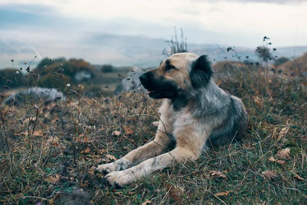 Dağlarda safkan bir köpek. Doğa seyahat ediyor. Tatil manzarası. — Stok fotoğraf