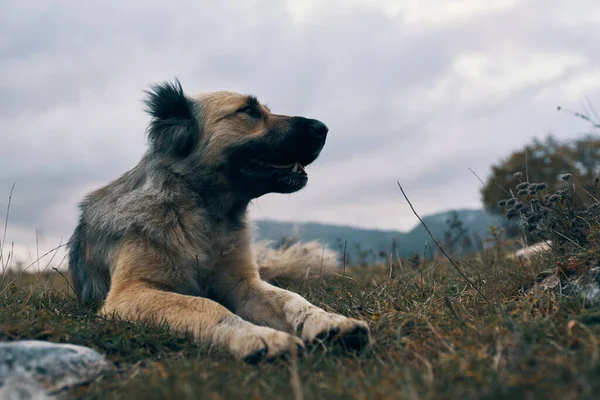 Perro callejero al aire libre en las montañas viajes animales —  Fotos de Stock