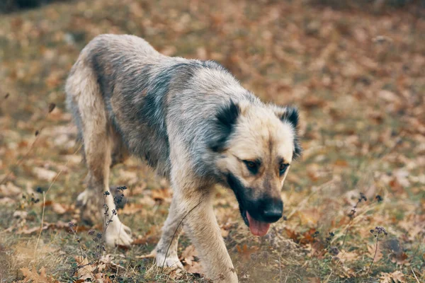 Street dog szabadban utazás barátság ingyenes kikapcsolódás — Stock Fotó