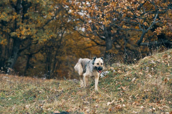 Sokak köpeği dışarıda gezer, arkadaşça eğlenir. — Stok fotoğraf