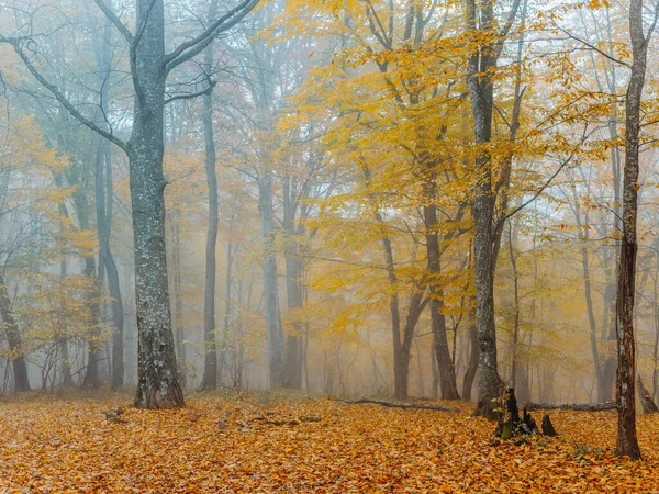 Jesień las drzewa żółty liście mgła natura — Zdjęcie stockowe