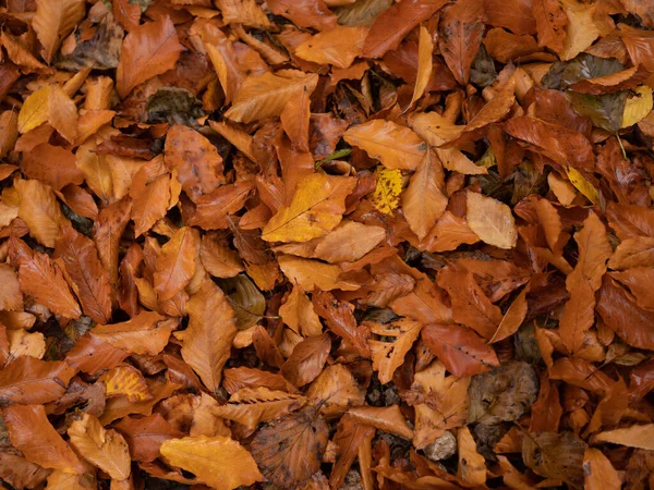 Outono folhas amarelas floresta natureza viagens flora — Fotografia de Stock