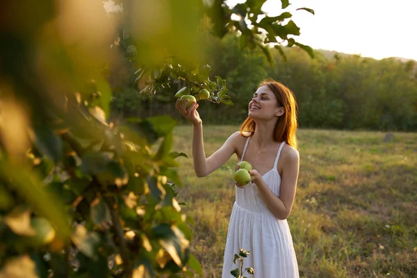 Kvinna i vit klänning i naturen plockar äpplen från ett fruktträd — Stockfoto