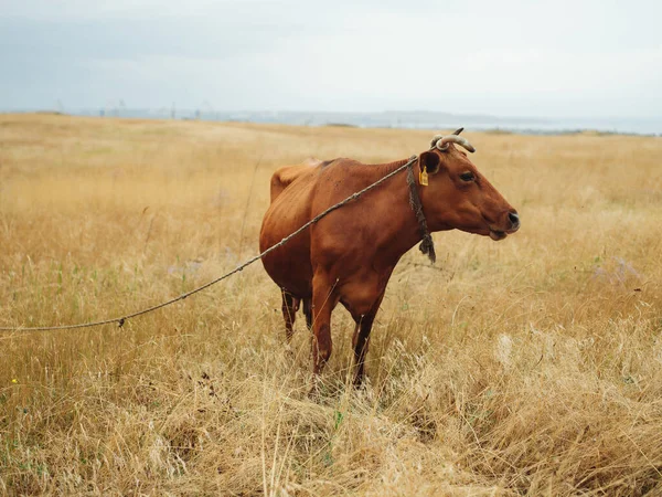 Αγελάδα στον αγρό φύση θηλαστικό τοπίο γεωργία — Φωτογραφία Αρχείου