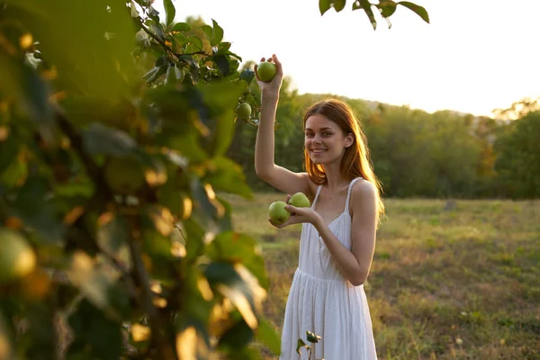 Donna Allegra Vestito Bianco Vicino Albero Che Raccoglie Mele Foto — Foto Stock