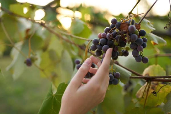 Grappolo d'uva foglie verdi natura vino cultura freschezza — Foto Stock