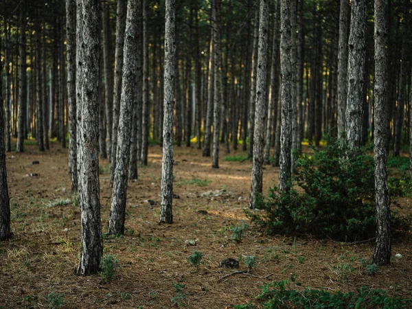 Bos natuur bomen landschap reizen actieve recreatie — Stockfoto