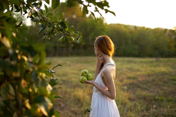 Beyaz elbiseli kadın doğa meyvelerinde elma topluyor. — Stok fotoğraf
