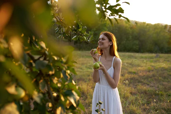 Donna raccoglie mele da un albero in un campo natura freschezza estiva — Foto Stock