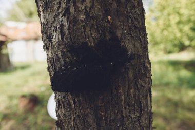 Ağaç üzerinde mantar doğa kırsal orman