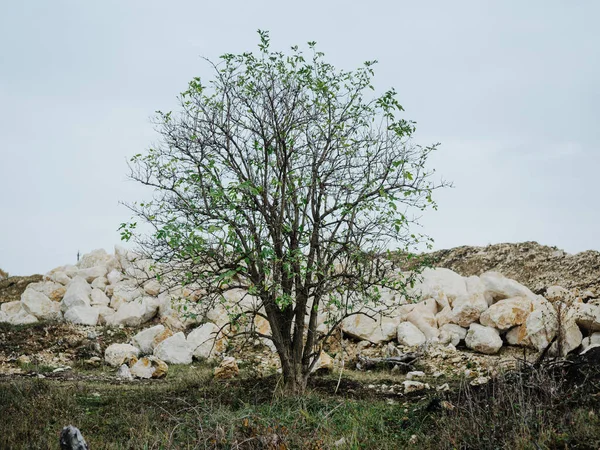 Drzewa kamienie krajobraz natura Zielona trawa — Zdjęcie stockowe