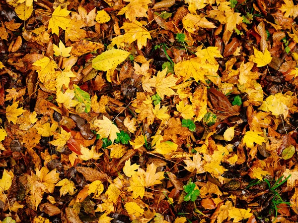 Folhas de outono no chão vista superior natureza da floresta — Fotografia de Stock