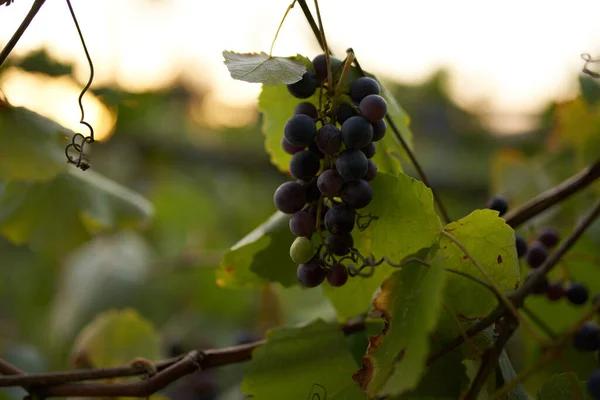 Dark wine grape variety organic — Stock Photo, Image