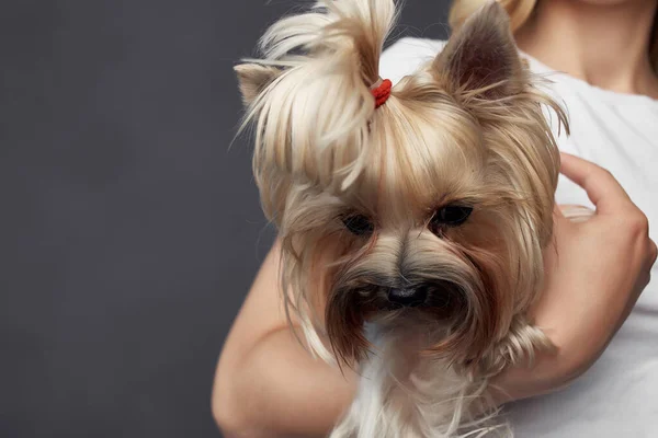 Mujer con pequeño pura raza perro divertido amistad estudio — Foto de Stock
