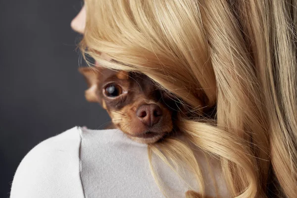 Niedliche Frau mit kleinem reinrassigen Hund Mode Freundschaft Spaß — Stockfoto