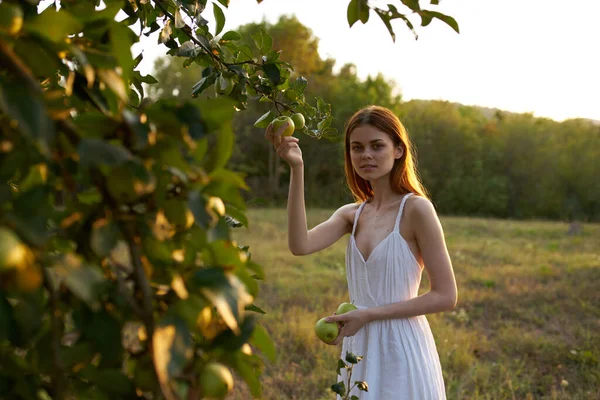 Mujer en vestido blanco con manzanas cerca de la naturaleza del árbol frutal — Foto de Stock