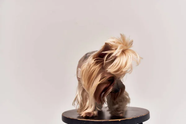 Soyağacı köpeği Yorkshire Teriyeri izole edilmiş bir arkaplan oluşturuyor — Stok fotoğraf